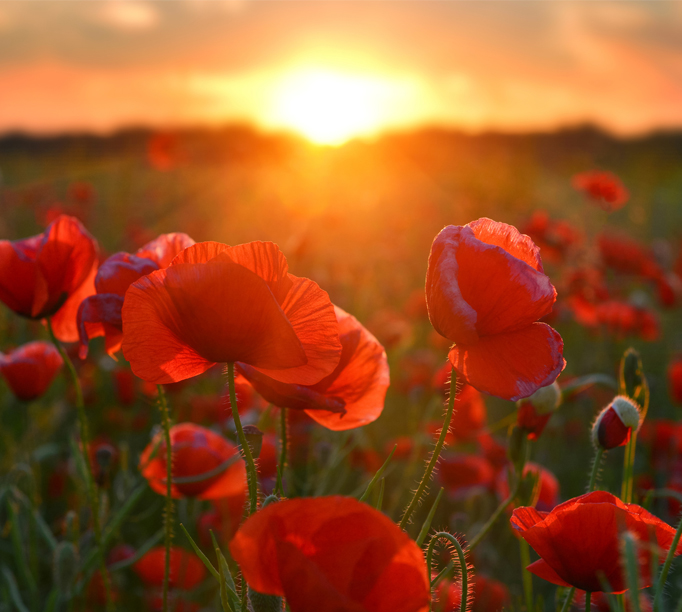 AnzacDay_Web_682x612