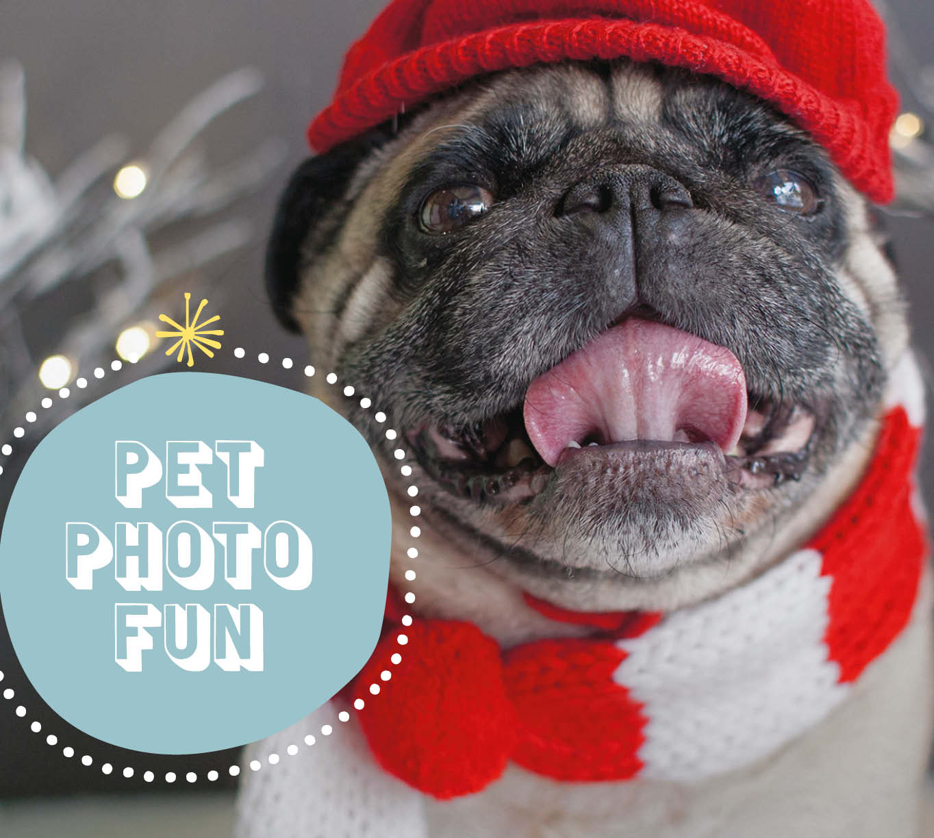 CH5264_Webtiles_PetPhotos_@2_682x612px